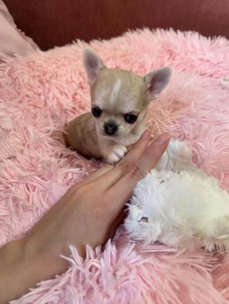 Mini Chihuahua Rüde