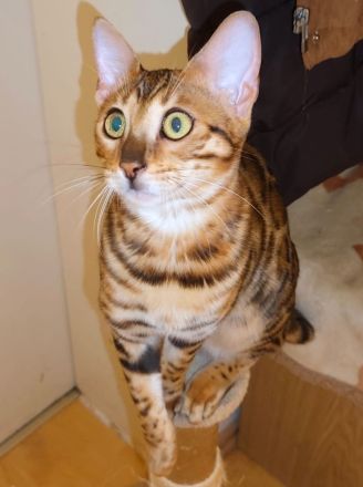 Wunderschöne Bengalkitten, Brown Rosetted, liebevolle Hobbyaufzucht