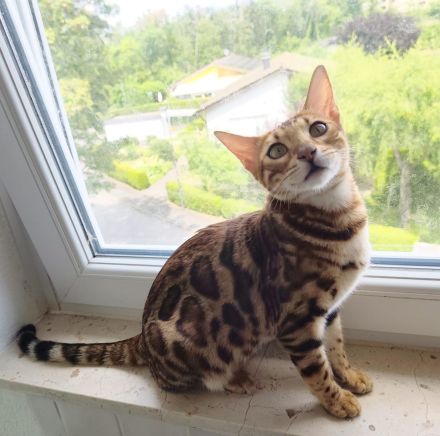 Wunderschöne Bengalkitten, Brown Rosetted, liebevolle Hobbyaufzucht