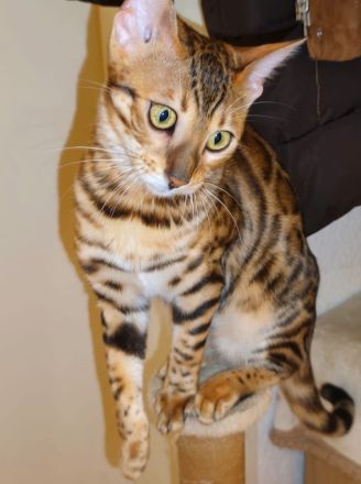 Wunderschöne Bengalkitten, Brown Rosetted, liebevolle Hobbyaufzucht