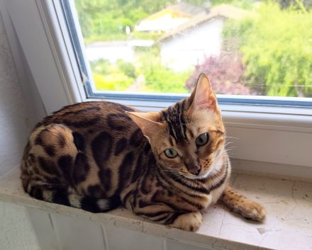 Wunderschöne Bengalkitten, Brown Rosetted, liebevolle Hobbyaufzucht