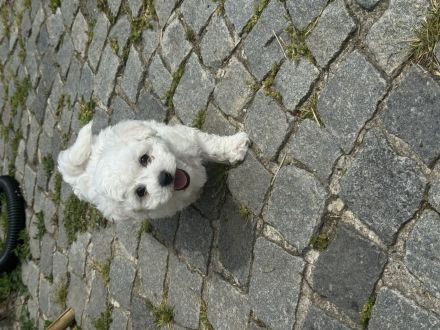 Bichon Frise Welpen
