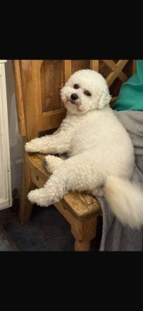 Bichon Frise Welpen