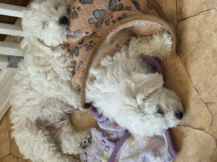 Bichon Frise Welpen