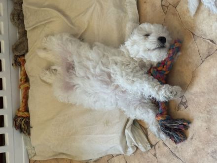 Bichon Frise Welpen
