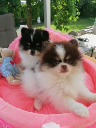 Zwergspitz / Pomeranian Welpen Rüden Schecken