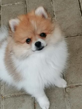 Zwergspitz / Pomeranian Welpen Rüden Schecken