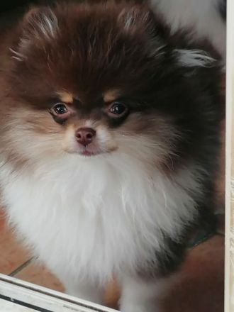 Zwergspitz / Pomeranian Welpen Rüden Schecken