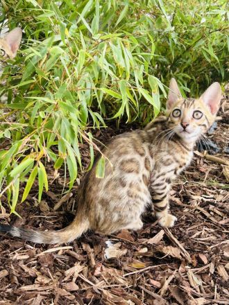 Wunderschöne Bengal Kitten abzugeben /Snow Bengal dabei