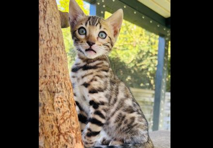 Wunderschöne Bengal Kitten abzugeben /Snow Bengal dabei