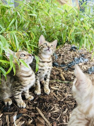 Wunderschöne Bengal Kitten abzugeben /Snow Bengal dabei