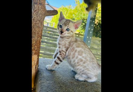Wunderschöne Bengal Kitten abzugeben /Snow Bengal dabei