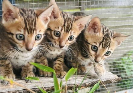 Wunderschöne Bengal Kitten abzugeben /Snow Bengal dabei