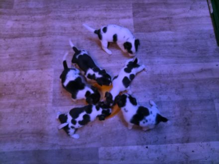 Jack Russel Terrier Welpen