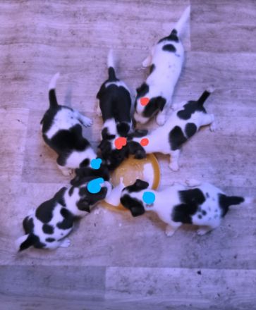 Jack Russel Terrier Welpen
