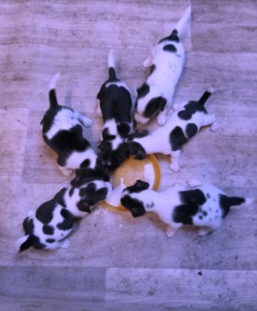 Jack Russel Terrier Welpen