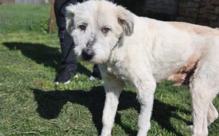 Hund Dorin mit Herz sucht Mensch mit Herz