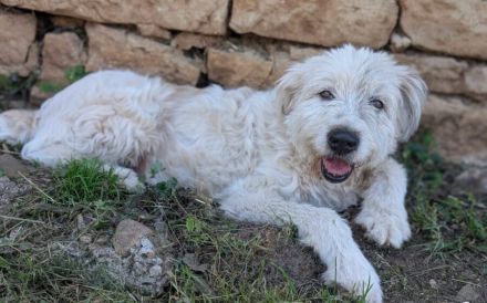 Hund Dorin mit Herz sucht Mensch mit Herz