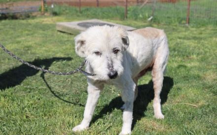 Hund Dorin mit Herz sucht Mensch mit Herz