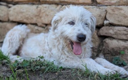 Hund Dorin mit Herz sucht Mensch mit Herz