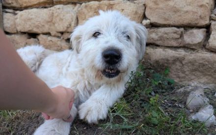Hund Dorin mit Herz sucht Mensch mit Herz