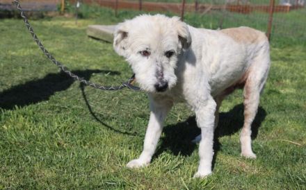 Hund Dorin mit Herz sucht Mensch mit Herz