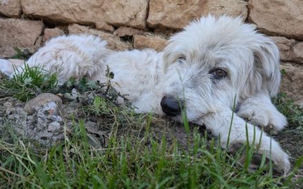 Hund Dorin mit Herz sucht Mensch mit Herz