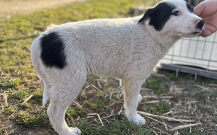 Zauberhafte, kleine Jolie sucht Zuhause