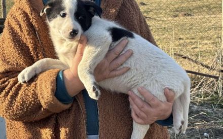 Zauberhafte, kleine Jolie sucht Zuhause