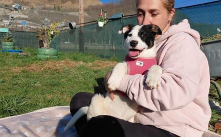 Zauberhafte, kleine Jolie sucht Zuhause