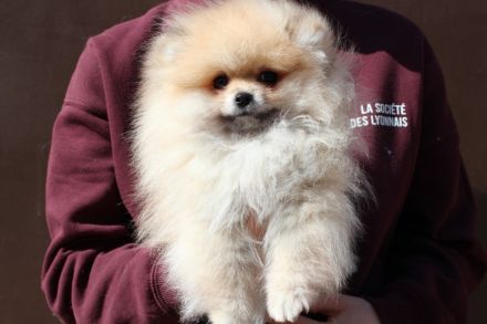 Pomeranian Zwergspitz Hündin