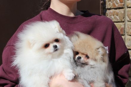 Pomeranian Zwergspitz Hündin