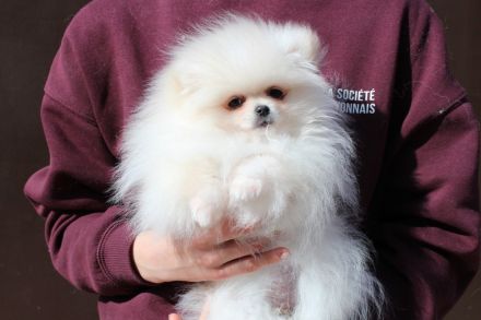 Pomeranian Zwergspitz Hündin