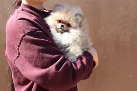 Pomeranian Zwergspitz Hündin