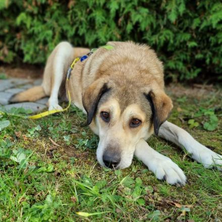 Hündin Vicky / kastriert / in 69509 Mörlenbach (Hessen)