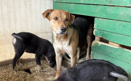 Junge Schäferhund-Mix-Hündin Suvi