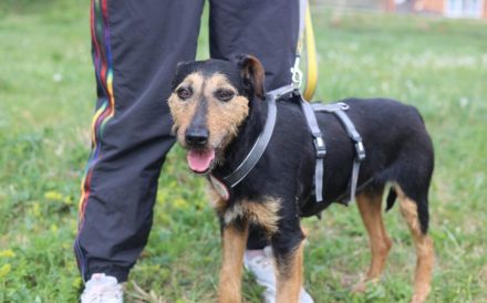 Tama sucht Terrier-Liebhaber