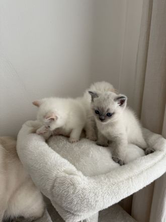 Wunderschöne BKH Kitten blue/lilac point