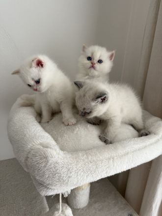 Wunderschöne BKH Kitten blue/lilac point