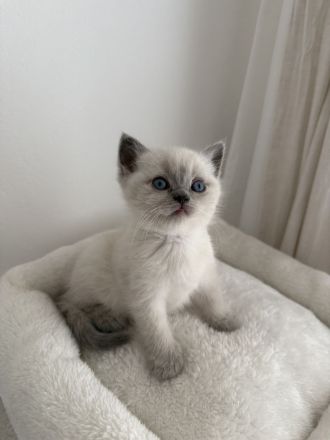 Wunderschöne BKH Kitten blue/lilac point