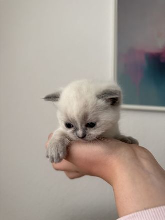 Wunderschöne BKH Kitten blue/lilac point