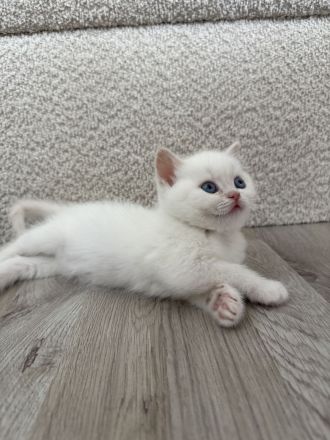 Wunderschöne BKH Kitten blue/lilac point