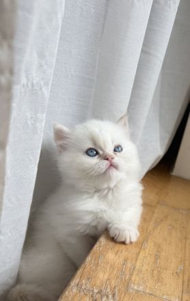 Wunderschöne BKH Kitten blue/lilac point