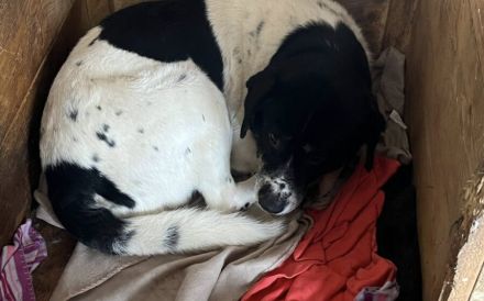 Ghost wartet auf seine Chance
