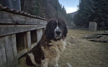 Brunhilde sucht ein ländliches Zuhause
