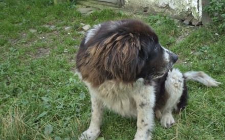 Brunhilde sucht ein ländliches Zuhause