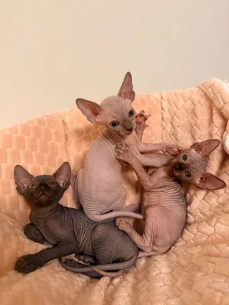Kitten