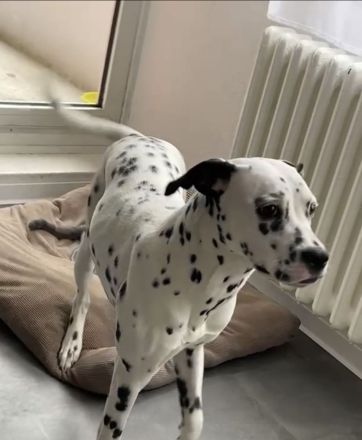 Suche ein Zuhause Dalmatiner-Mix