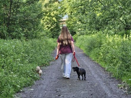 Darcy, 6 Monate, verspielt, neugierig und mobil, auf der Suche nach einem echten Zuhause