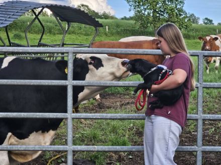 Darcy, 6 Monate, verspielt, neugierig und mobil, auf der Suche nach einem echten Zuhause